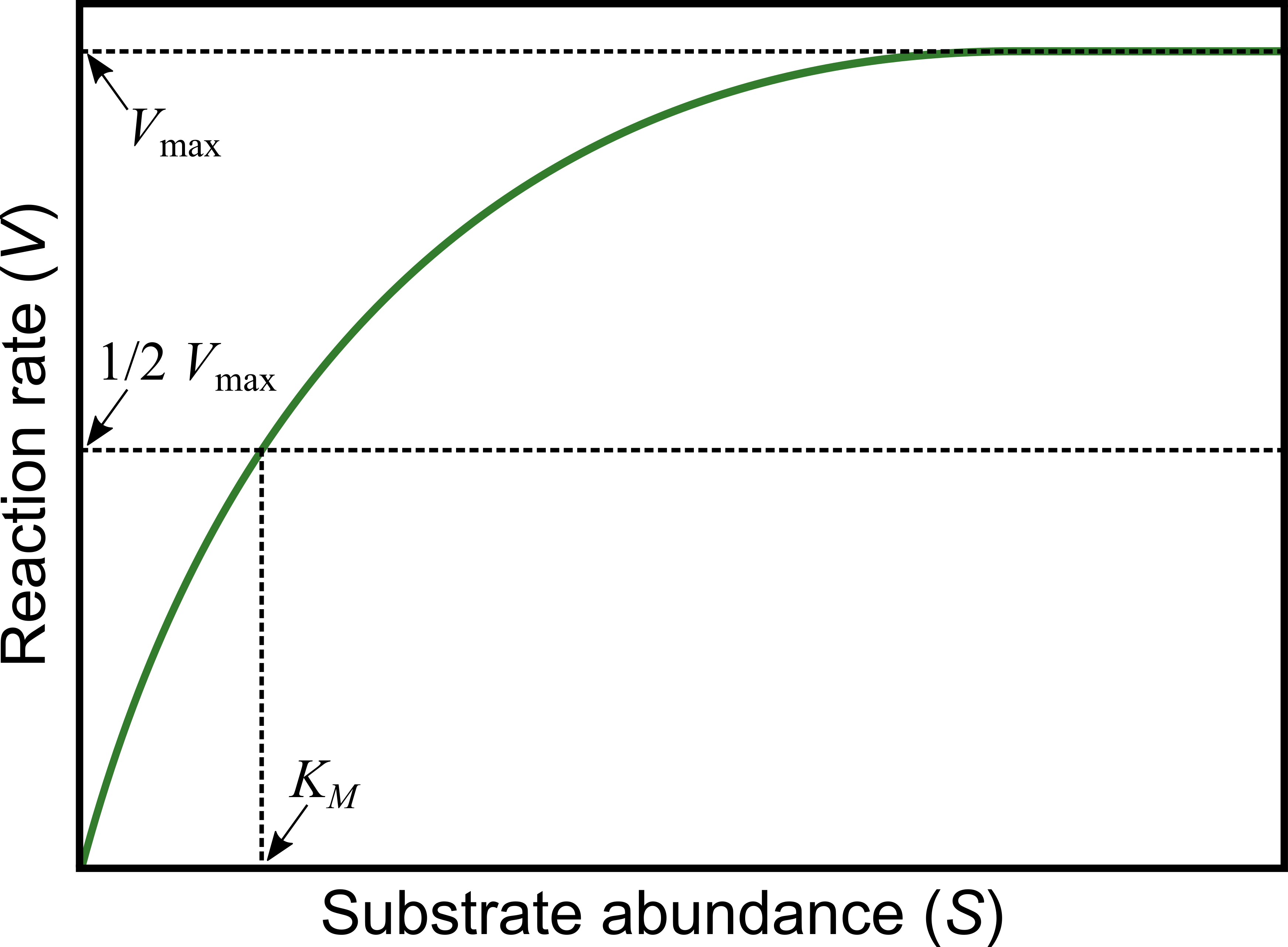 Michaelis-Menten model