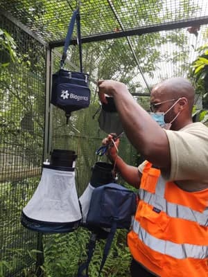 Researcher setting up a mosquito trap in an enclosure