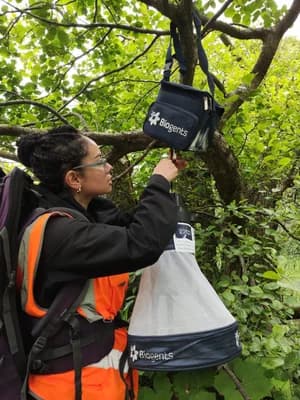 Researcher hanging a mosquito trap from a tree