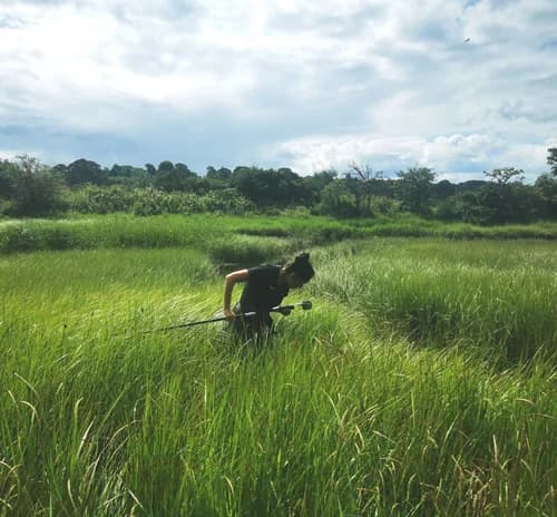 Researcher surveying tall wetland vegetation