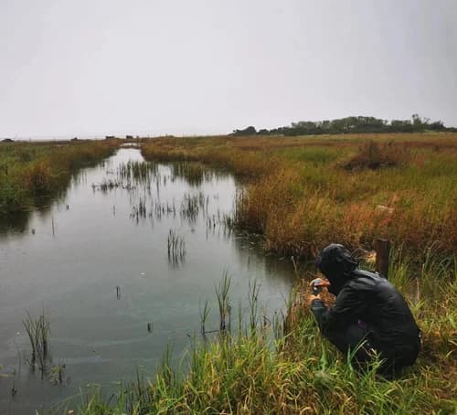 Researcher collecting field data beside wetland water