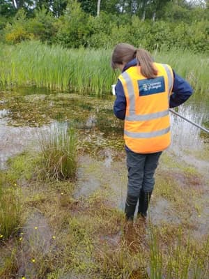 Researcher sampling near shallow wetland water